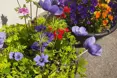 Photo of the garden where applicable