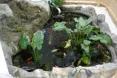 Photo of the garden where applicable